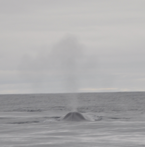 walvis